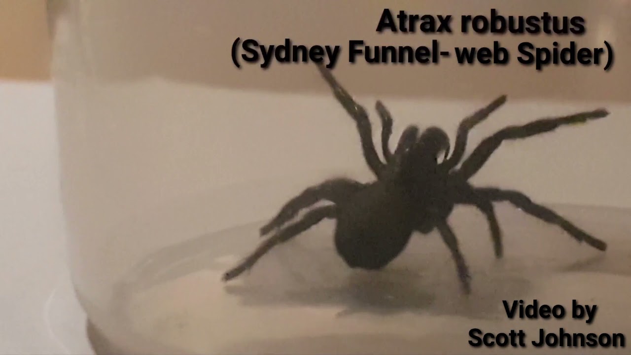 Sydney funnel web spider ( Atrax robustus )