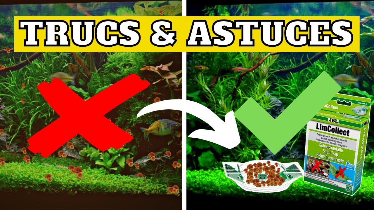 COMMENT CE DÉBARRASSER DES ESCARGOTS D'AQUARIUM - YouTube