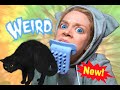 NEW SERIES! WORLD'S WEIRDEST CAT ITEMS FT. LICKI BRUSH