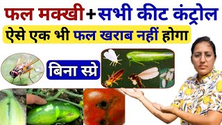 फ्रूट फ्लाई  कंट्रोल | fruit fly control | thrips whitefly control | fruit fly control insecticide