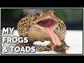 Meet my Pet Amphibians! (Frogs, Toads & Axolotl)