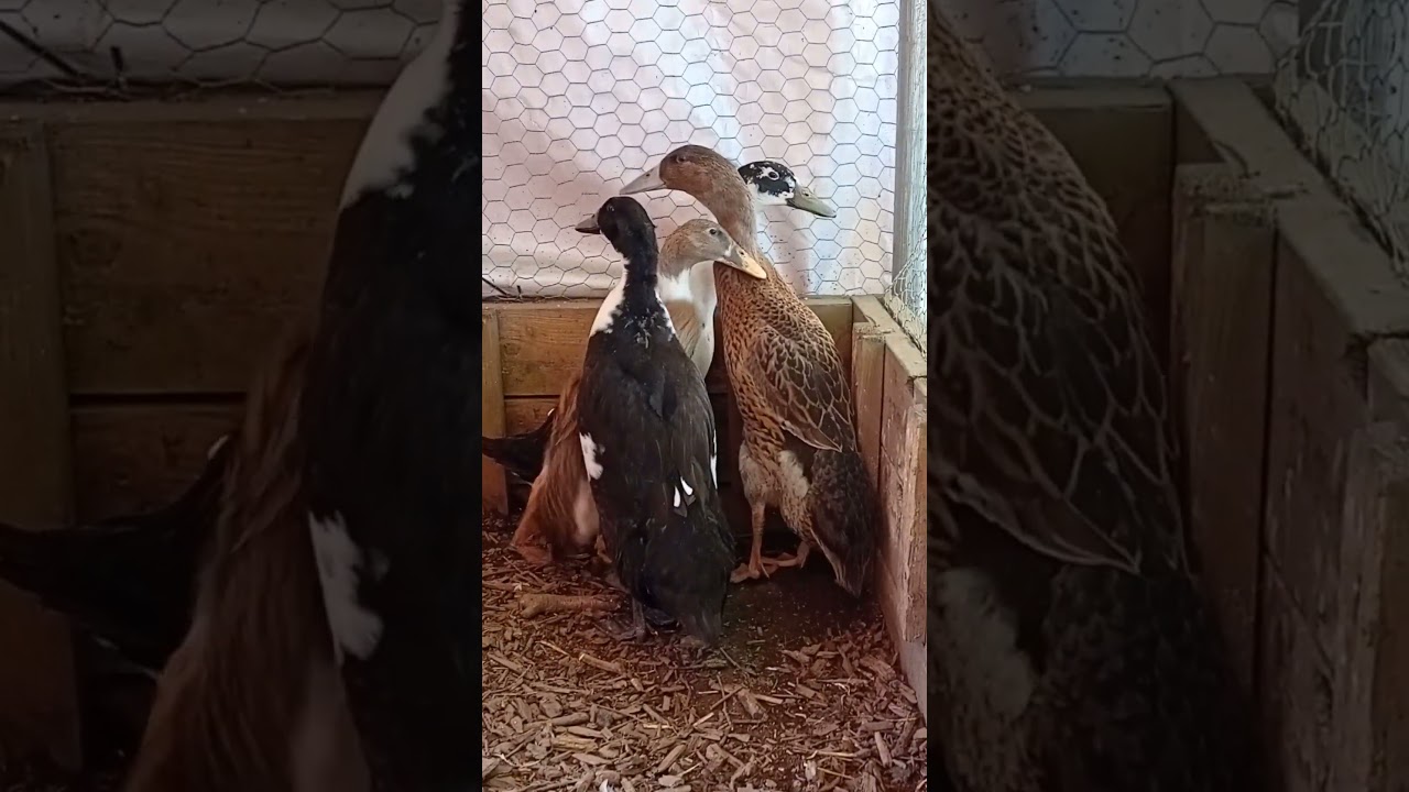 Adorable 5-Week-Old Ducklings Waddle & Explore 🦆💛