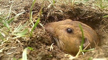 Cute Gopher Selfie