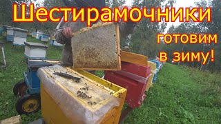 ШЕСТИРАМОЧНИКИ! готовим в зиму! КОМПЛЕКТУЕМ ГНЁЗДА!