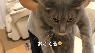 ねこさんにかまれる。。。飼主