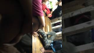 Nyambat part |||