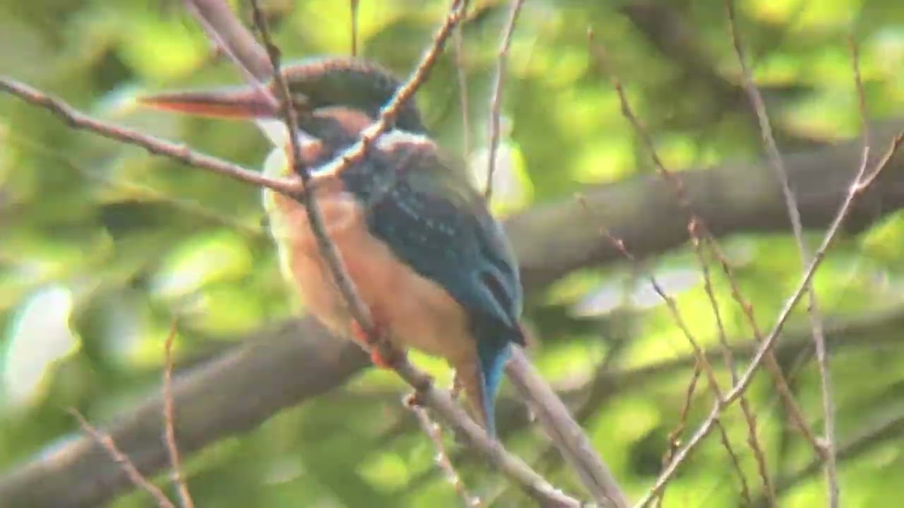 善福寺公園 カワセミ - YouTube