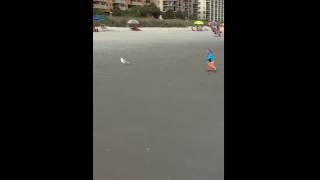 Chasing Seagulls 1 Year Old