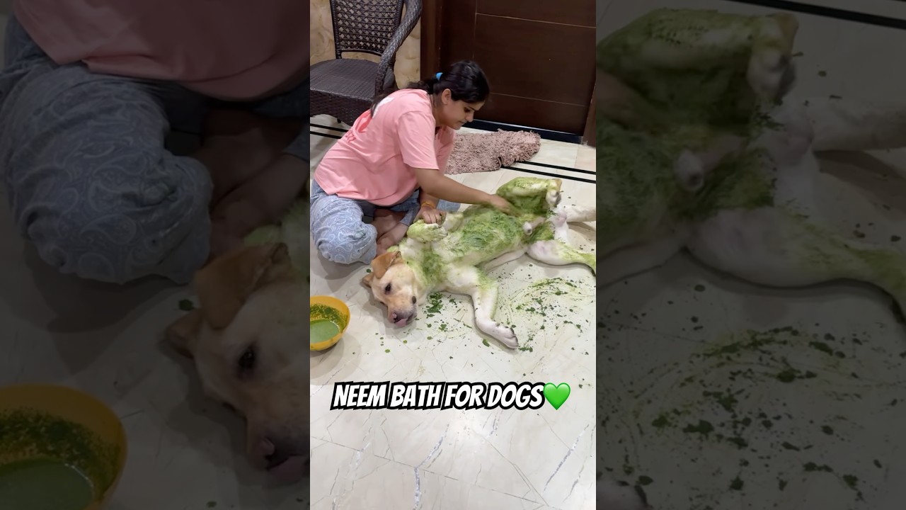 Neem Bath for Dogs❤️ #dailyvlog #pets #minivlog #ytshorts #dog #vlog