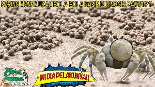 Kepiting Pemakan Pasir Yang Suka Membuat Bola Bola di pinggir Pantai