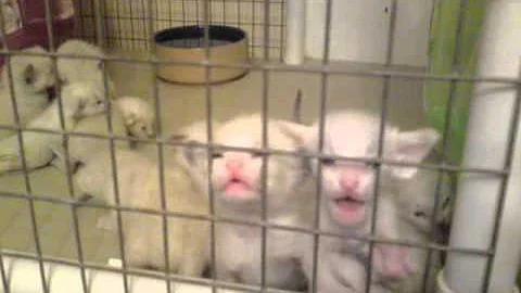 Watch the video about Alaska the snowshoe with her 101 adopted kittens! lol