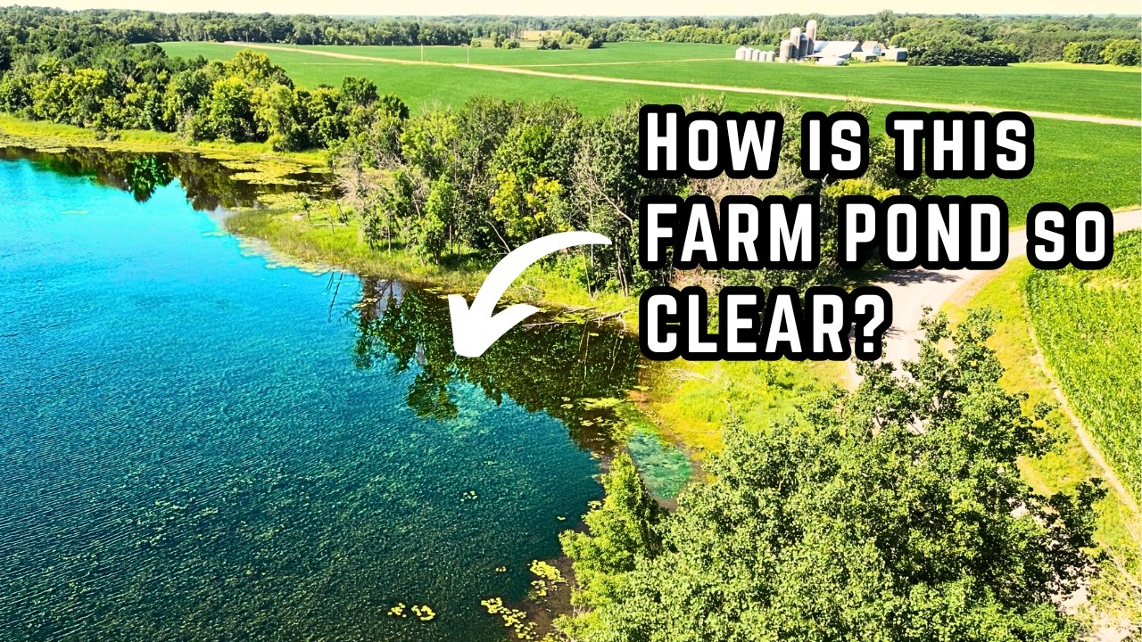 Exploring a Shallow CLEAR Farm Pond to See if it Contains any Fish