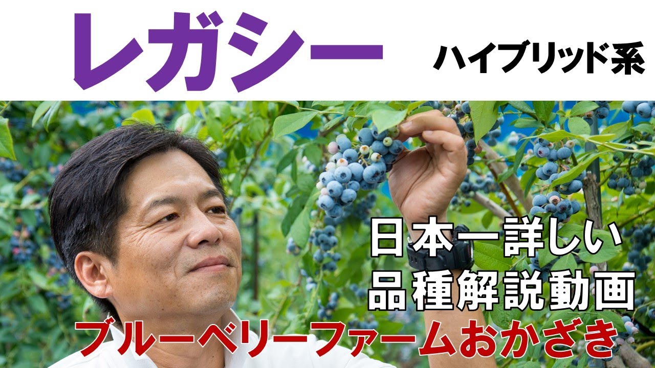 レガシー】品種解説動画 - YouTube