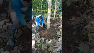 Download Lagu Pemupukan Pohon Jati || Pelunasan Naik Haji MP3