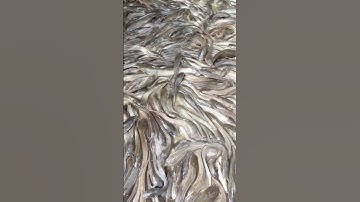 catfish cultivation catfish sorting #catfish #youtubeshorts #shorts #shortvideo #ytshorts