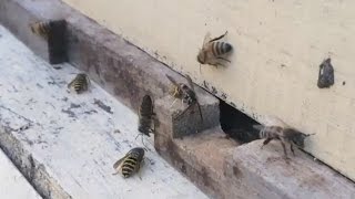 Yellow Jackets Robbing a Weak Honey Bee Hive!