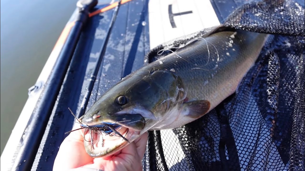 My First Bowfin in a Local Orlando Lake