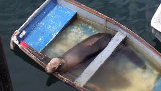 Elephants, Seals, And Lions, Oh My! | Pinnipeds