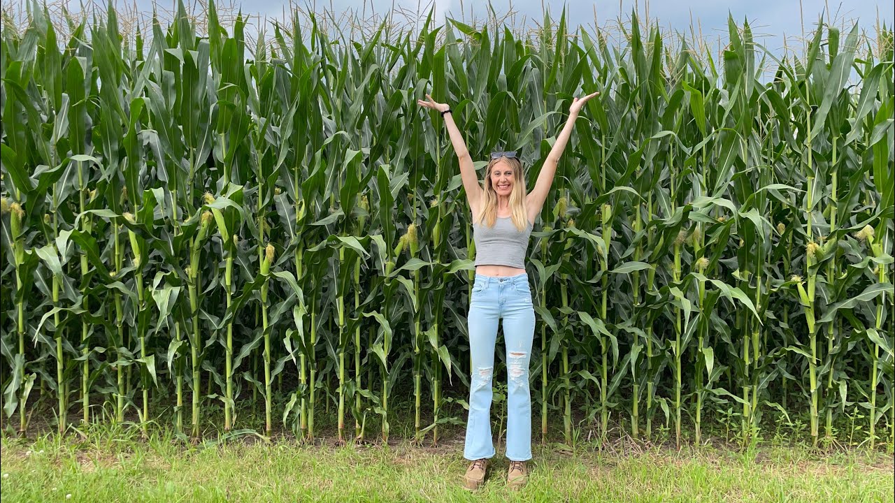 Summer Crop Scouting MN Farm! - YouTube