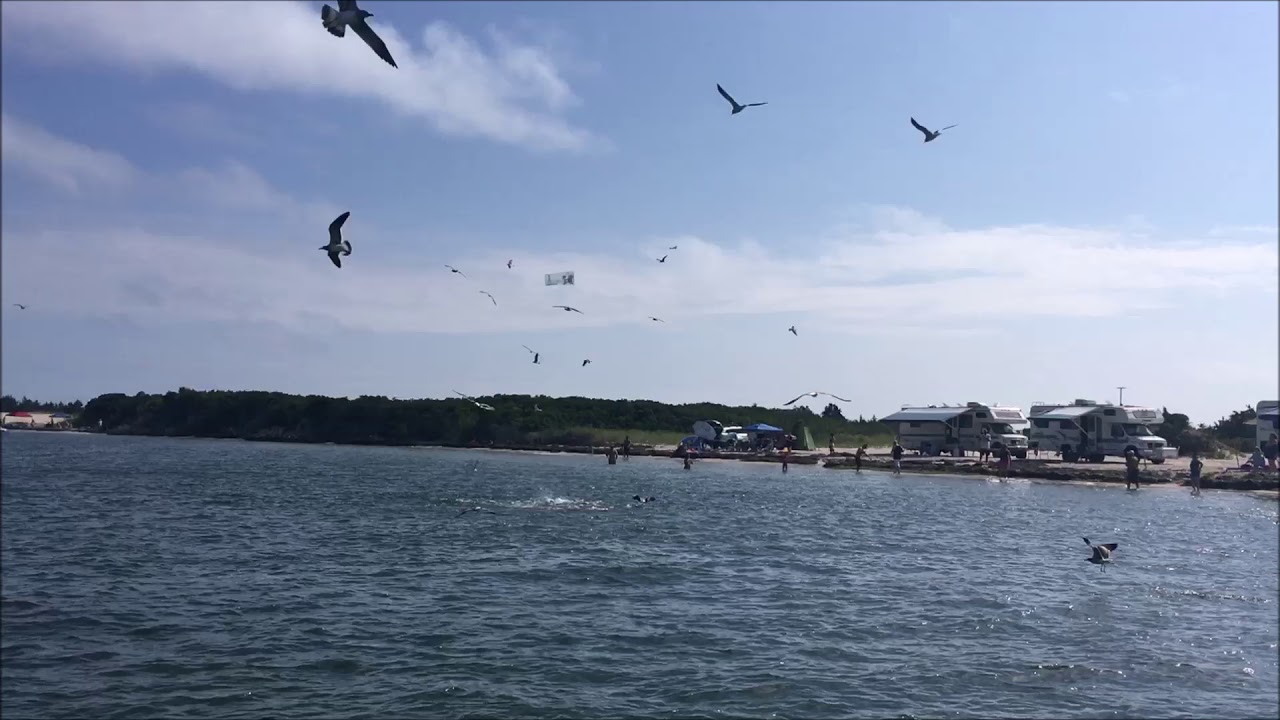 bluefish fire island inlet 9/2/18