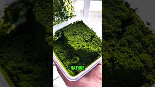 Tanaman Berbunga Terkecil di Bumi! 🌱😲