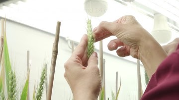 Wheat transformation