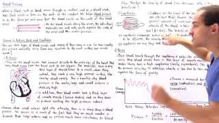 Detailed Blood Pressure in Arteries, Veins and Capillaries Information