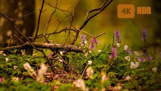 Singing Of Birds In A Flower Forest 🌼 One Hour In Nature 🌲 Spring Ambience 🌲