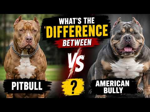 Pitbull vs American Bully – What’s the REAL Difference? 😱 (Explained Simply)