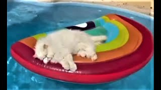 Die besten Katzen Videos 2021, Teil 3, Cute and Funny Cats Videos. by Funny Pets 4 you 19,285 views 2 years ago 9 minutes, 39 seconds