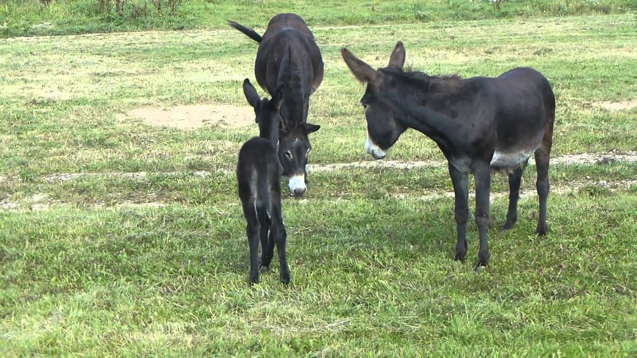 Eselfamilie in Heppenheim. Donkey family in Heppenheim