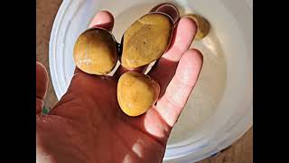 Hunting for yellow jasper underwater PART 2