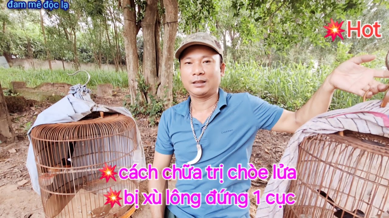 Cách Chữa Trị Chòe Lửa Bị Xù Lông Đứng im 1 Cục Cực Hiệu Quả | đam mê độc lạ