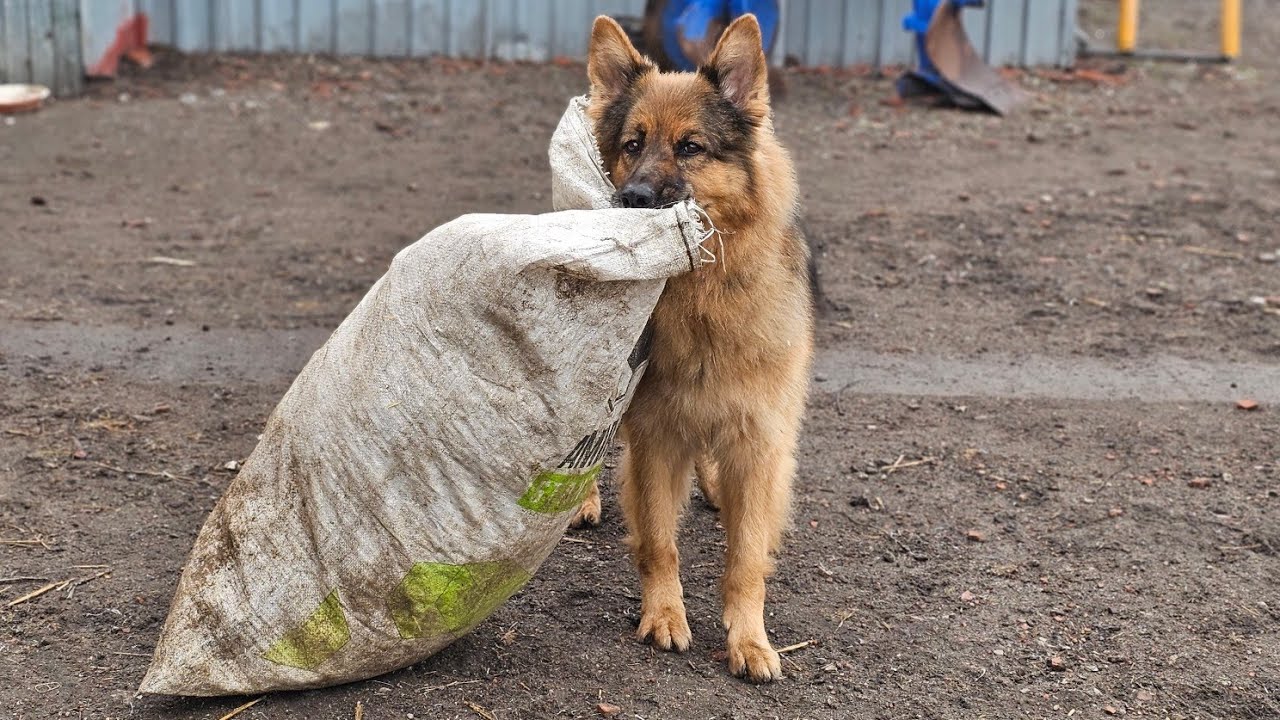 NIESAMOWITE! - TEN PIES ROZUMIE LUDZKĄ MOWĘ!