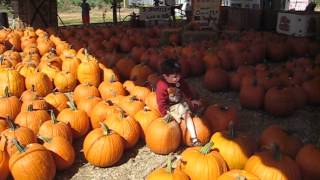 Pumpkin Patch @ Yule Forest 2012-10-13