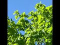 Mehr Frühling am Großschachfeld in Nordheim