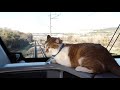 Как кот Мостик в Севастополь на поезде катался - умилительное видео