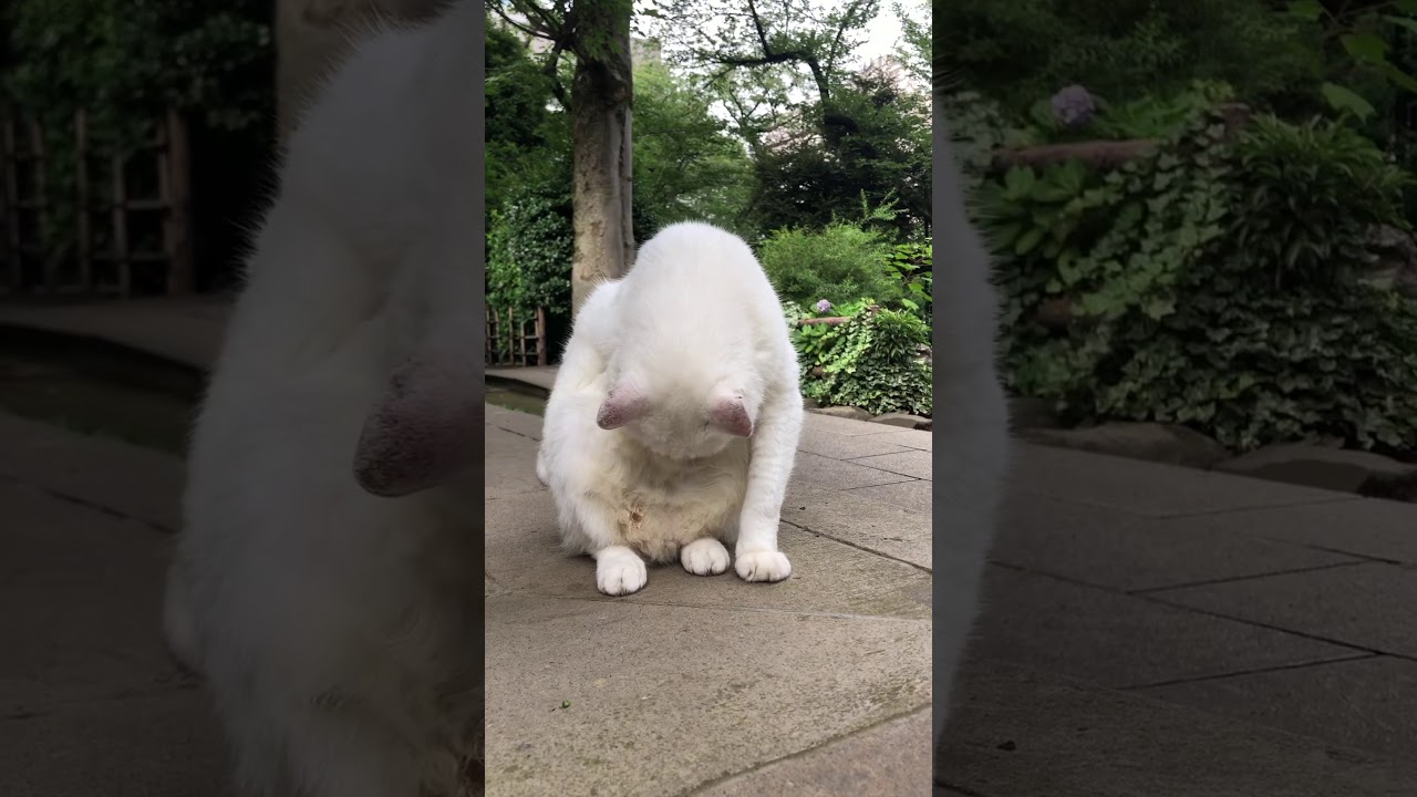 猫】 愛宕神社（あたごじんじゃ）にいた白いネコ【CAT】 The Atago 