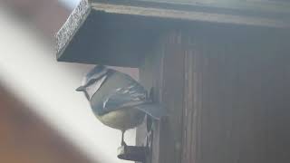 blue tit checks out nest box