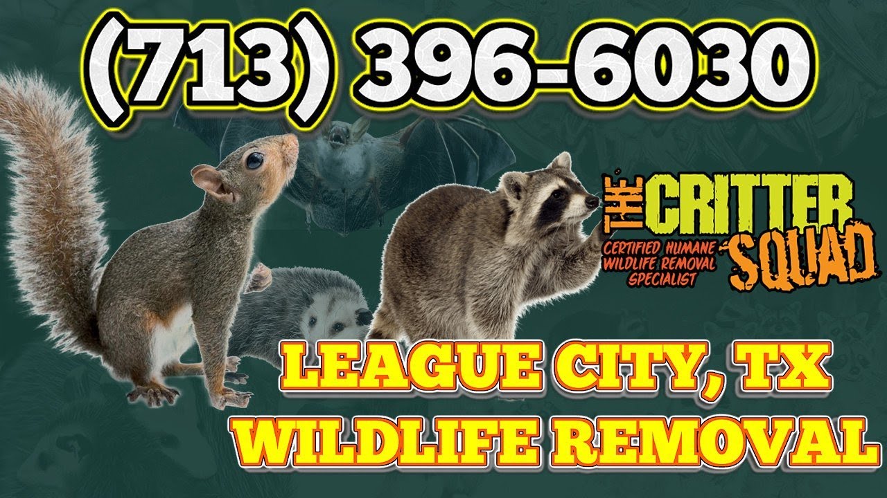Wildlife Removal League City, TX - (713) 396-6030 - The Critter Squad