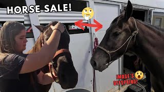 Specialty Missouri TRAIL HORSE SALE!  YOU DON'T WANT TO MISS THIS!