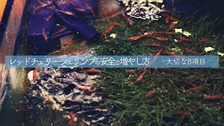 レッドチェリーシュリンプの失敗しない飼育繁殖方法 【熱帯魚】【アクアリウム】