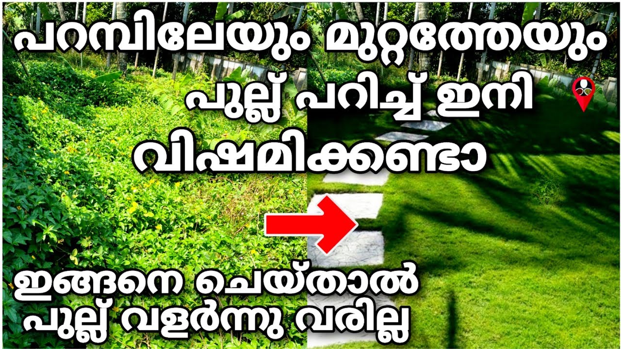 വിഷമില്ലാതെ പുല്ല് കളയാം നിമിഷ നേരത്തിൽ How to make a lawn at home in