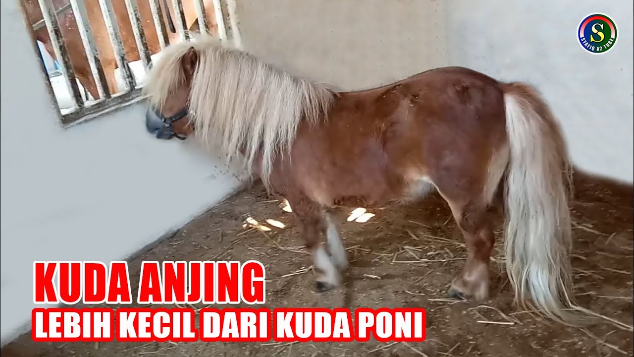 KUDA MUNGIL ~ KUDA DOGGY Lebih KECIL dari KUDA PONI | VIRAL Kuda Anjing di  Kenjeran Surabaya - YouTube