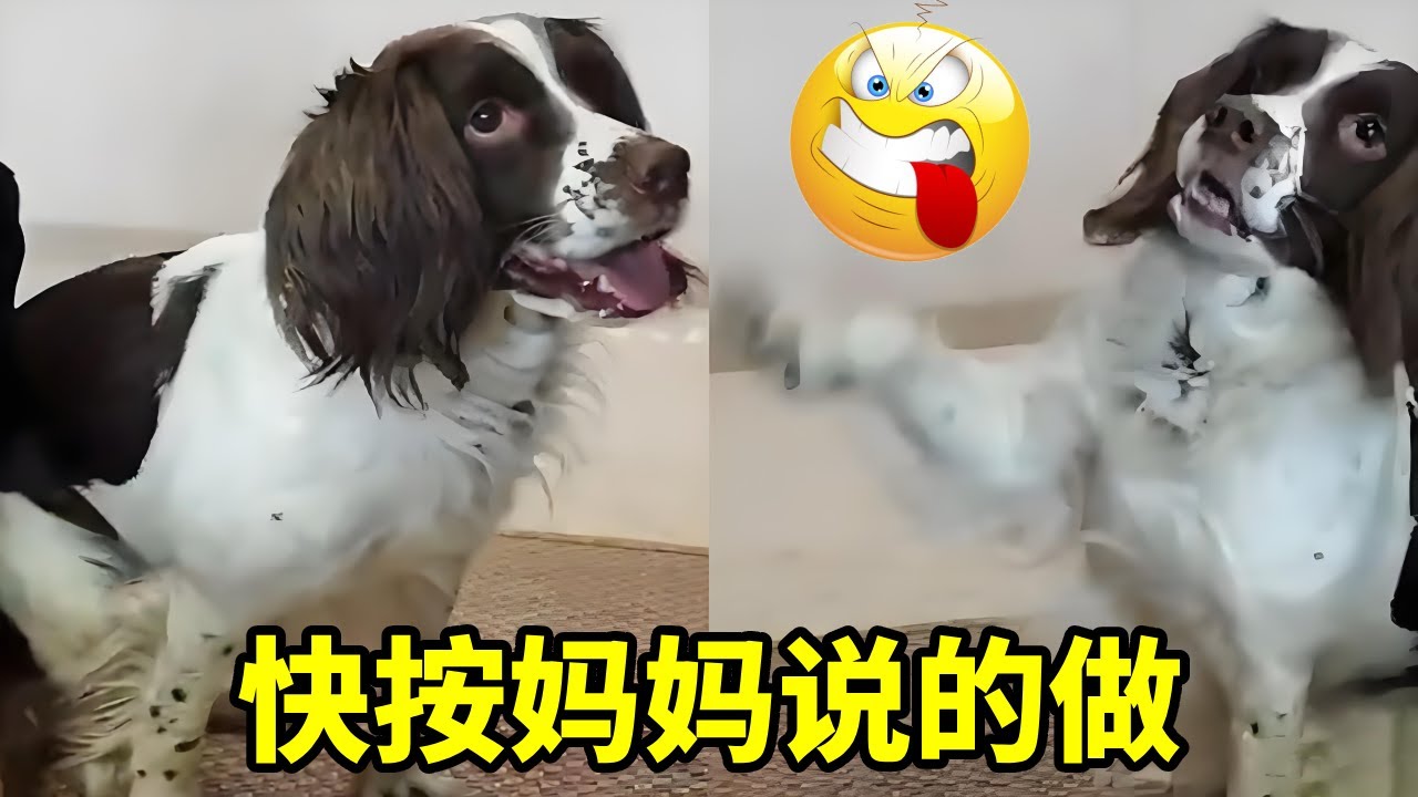 仔仔：咋的…想造fan啊？！……