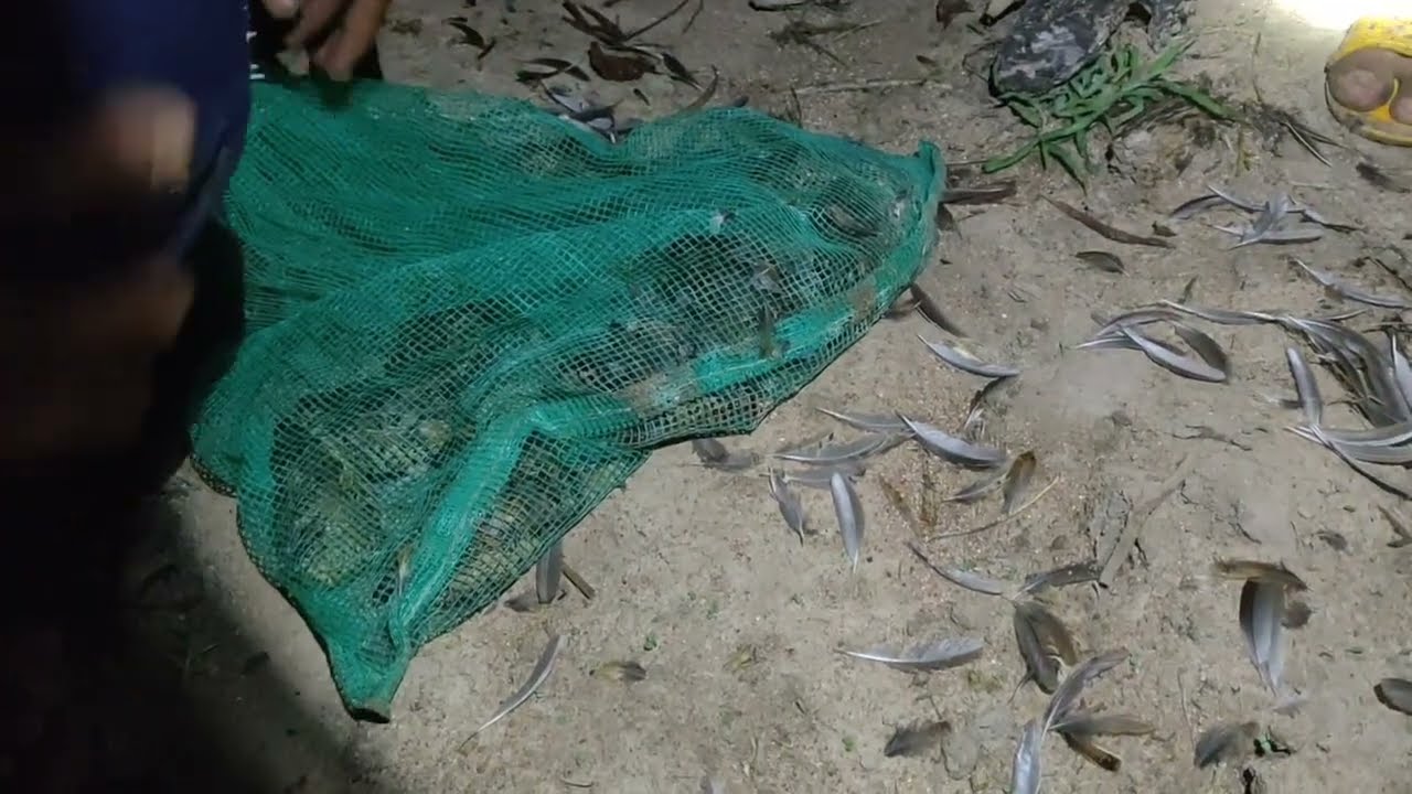 Ночь ловушек для перепелов 2023 года. Одна ночь сработала на ура.