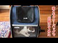 【cat】猫とキャリーバッグで出掛けてみた