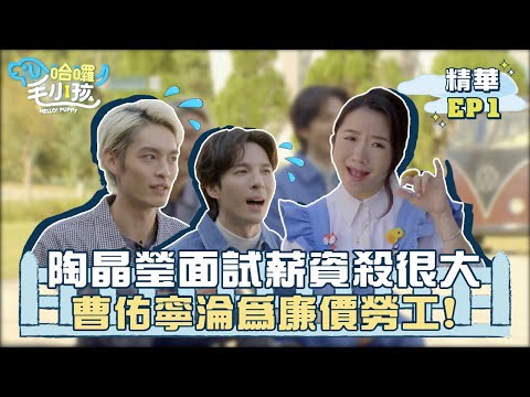 【哈囉！毛小孩】EP01精華｜陶晶瑩面試薪資殺很大 曹佑寧淪為廉價勞工