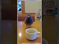 お鳩さんとゆっくりカフェデートなのです