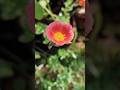 beautiful flower